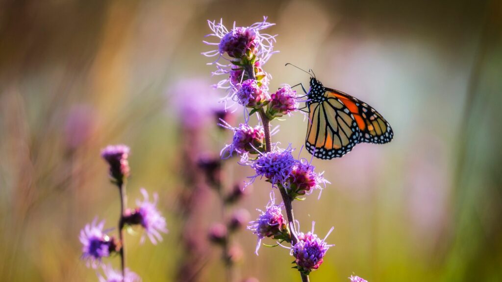 Monarch on Rough Blazing Star