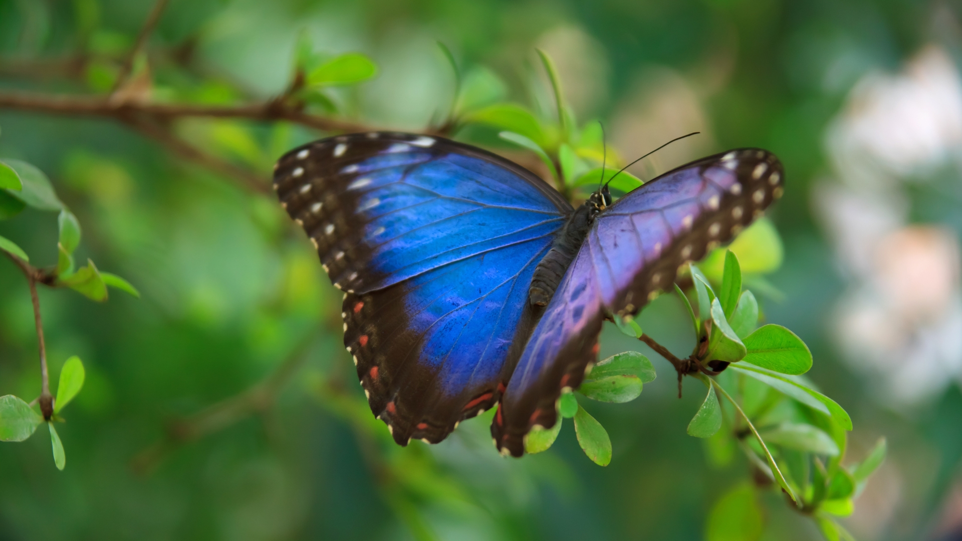 blue butterfly on a branch