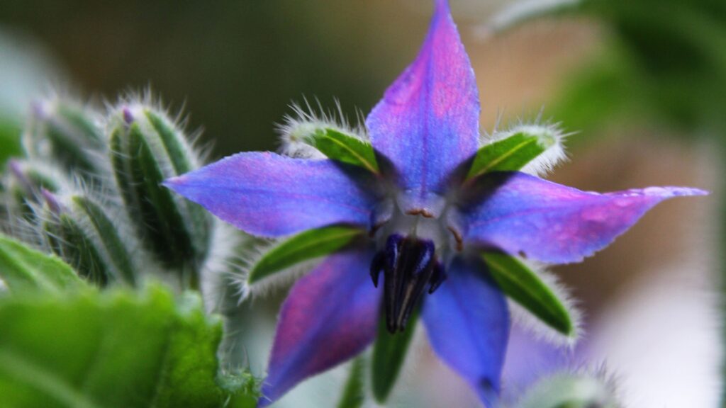 borage