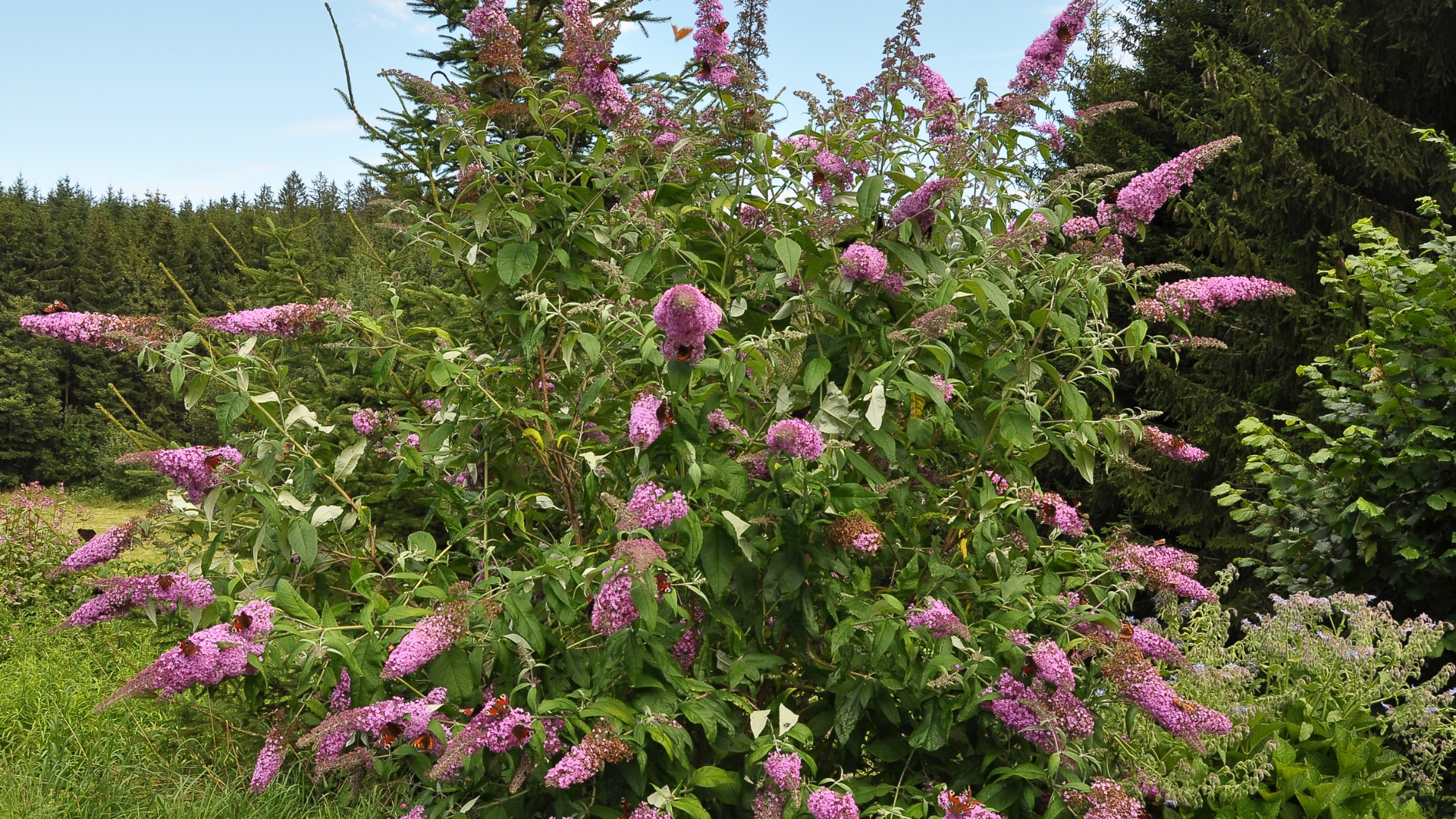 butterfly bush plant