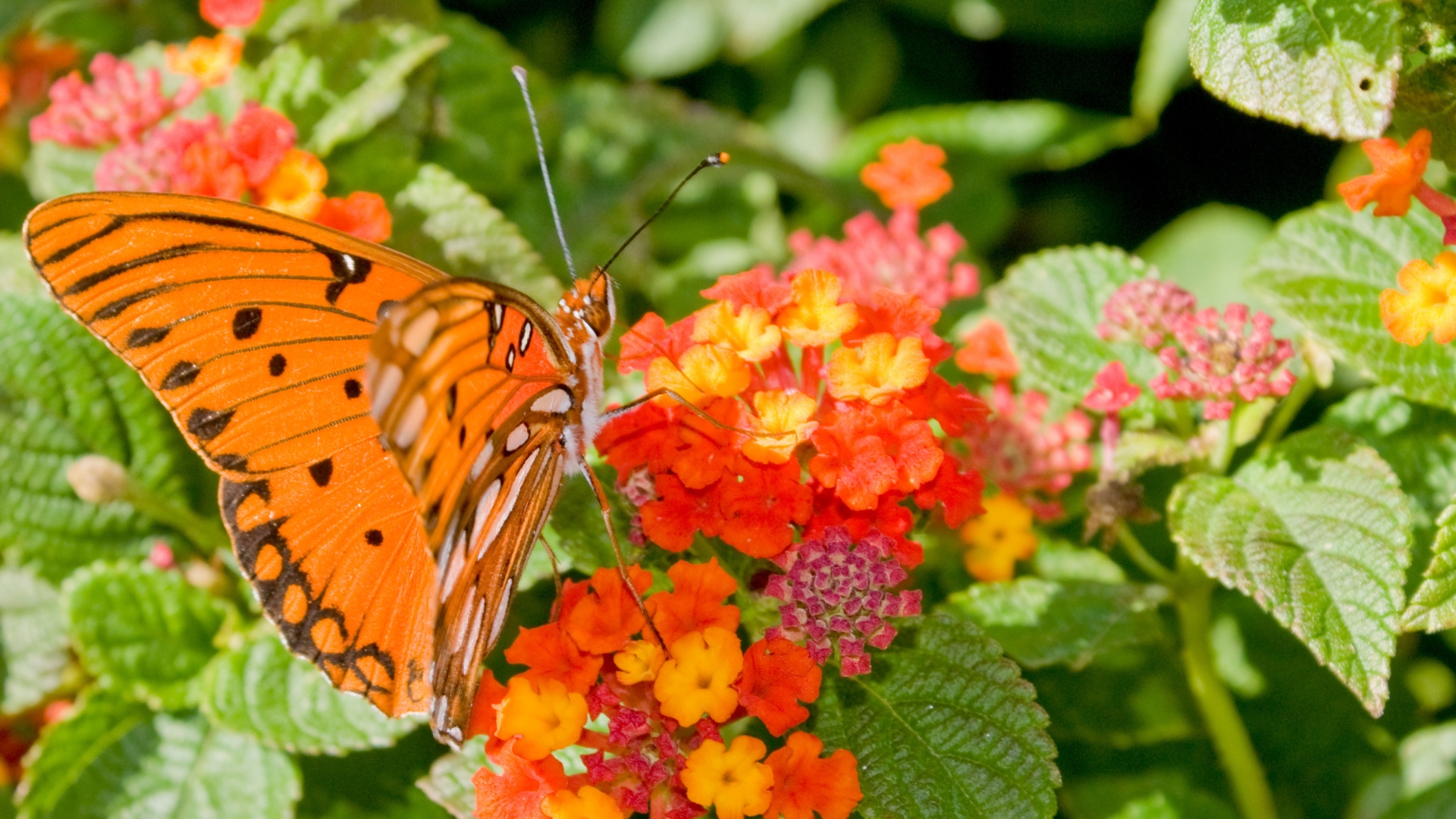 butterfly feeding on a flower