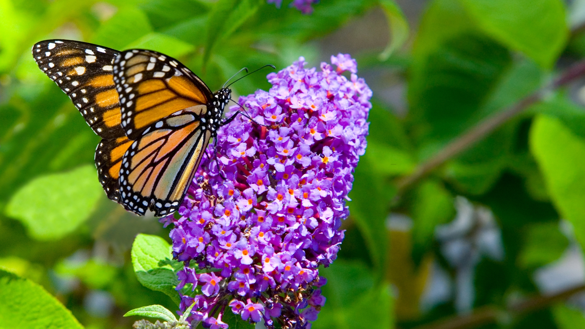 butterfly feeding on a butterfly bush