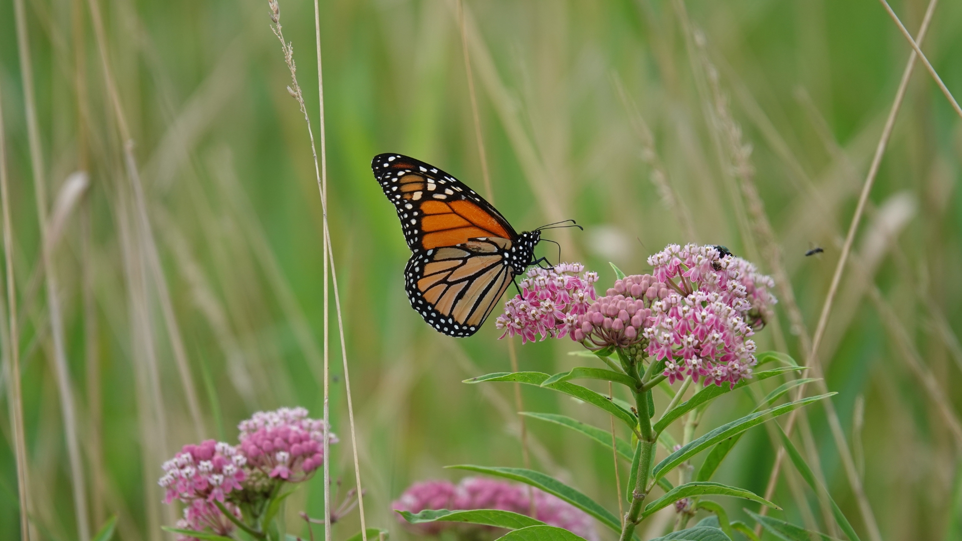 butterfly feeding on a milkweed flower