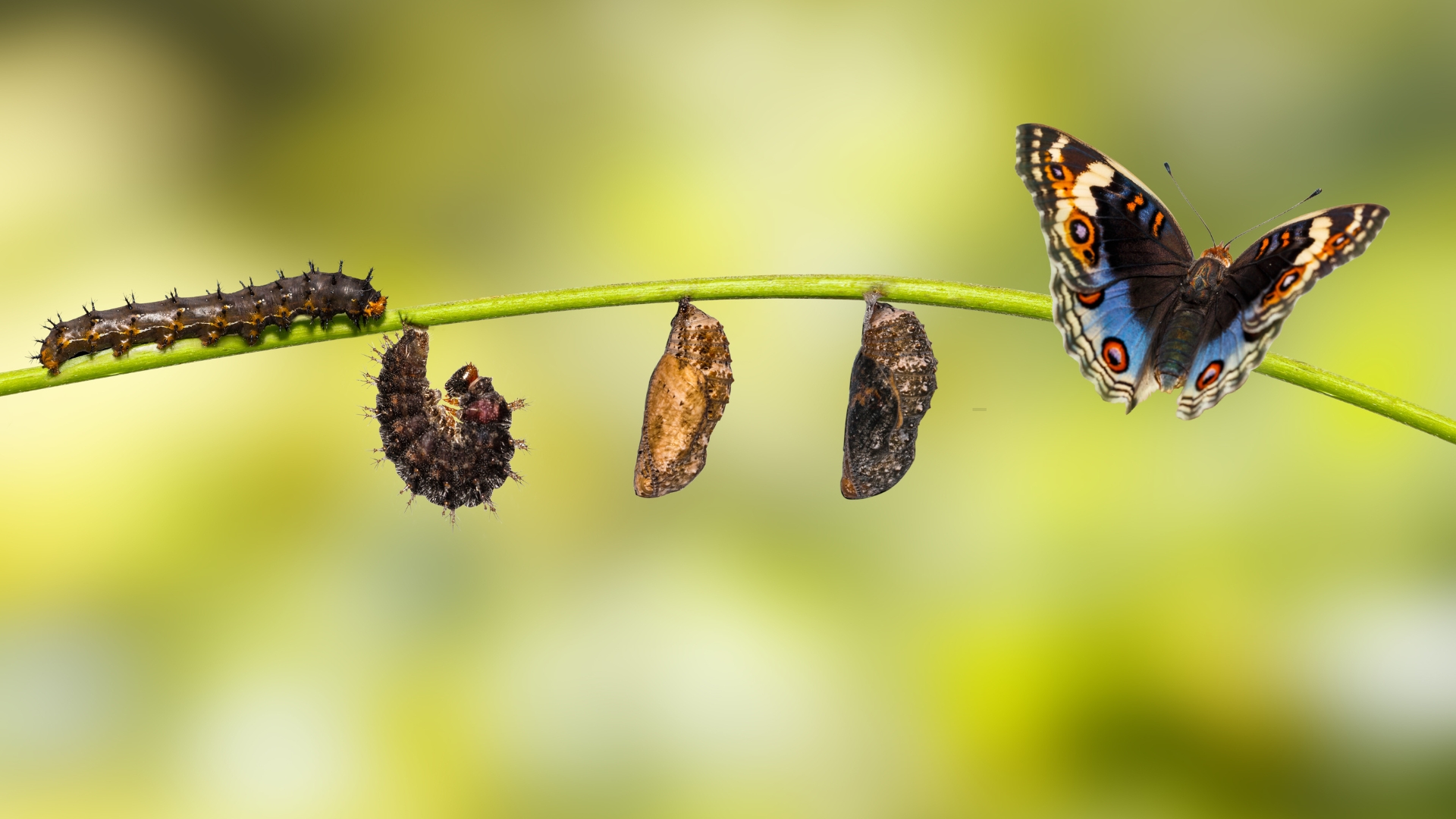 butterfly life cycle