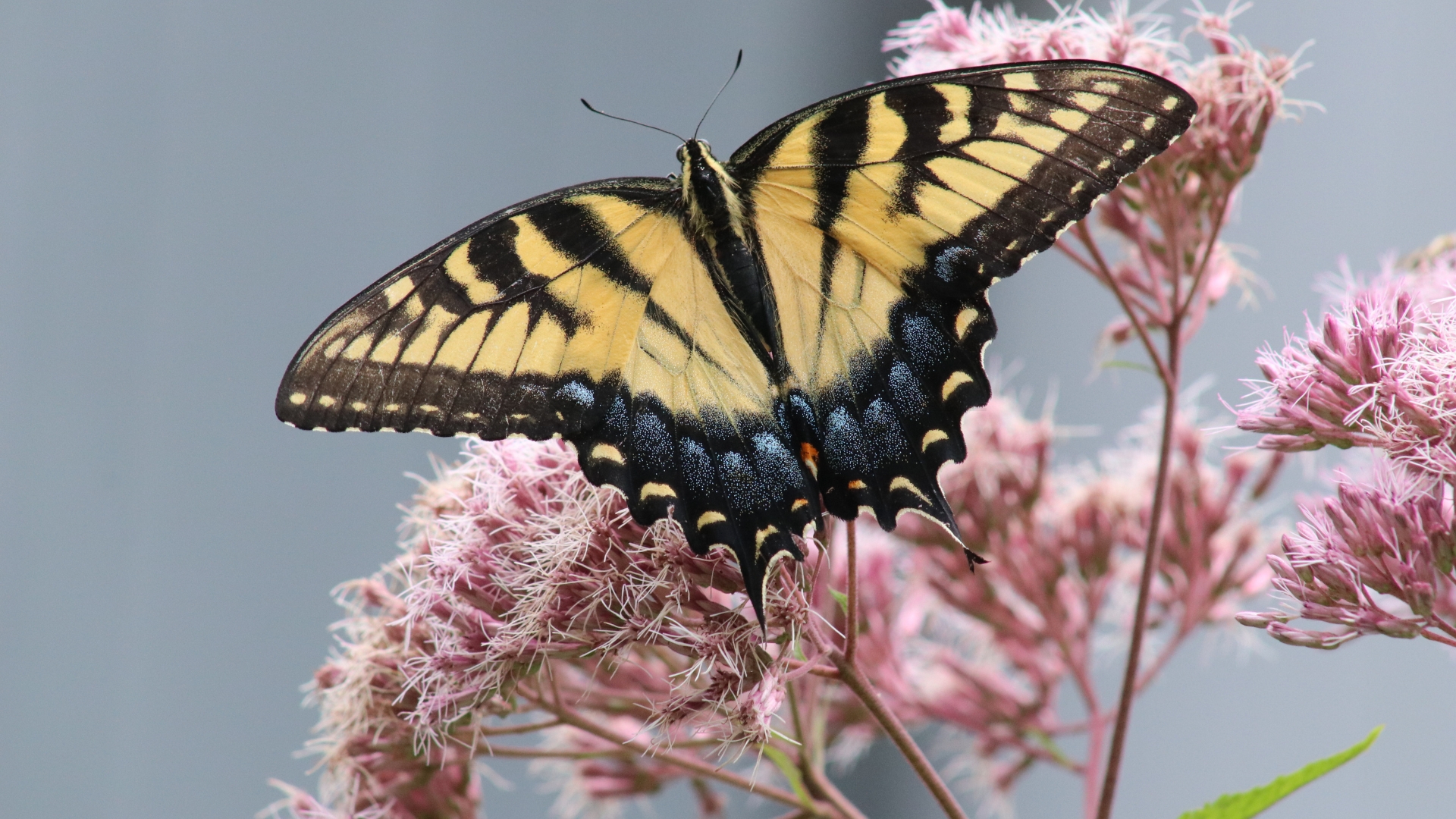 butterfly on a joe pye weed