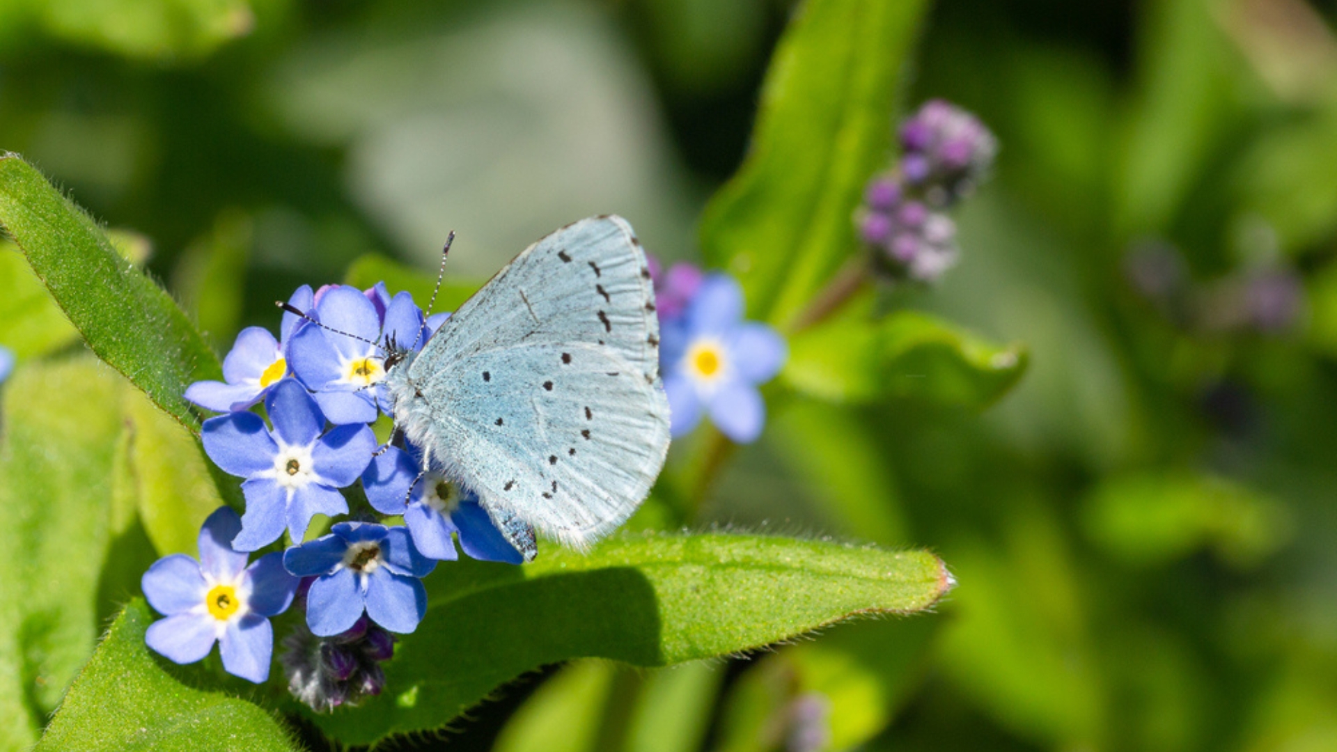 butterfly on forget-me-not