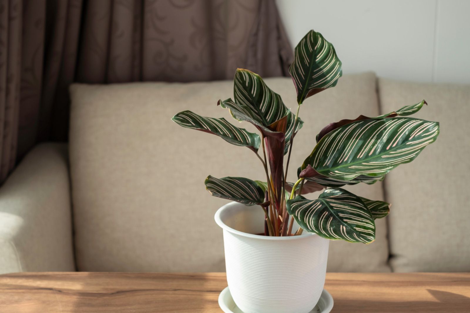 calathea plant in pot