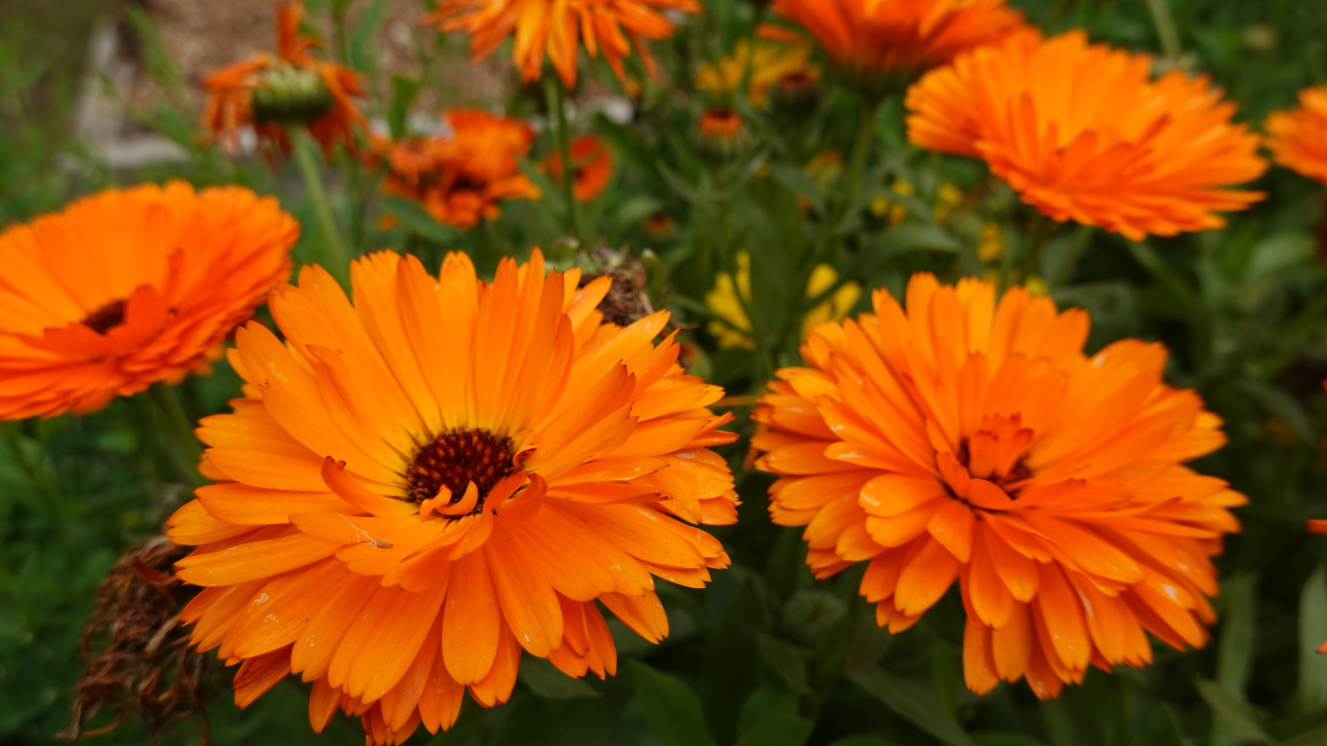 calendula in bloom