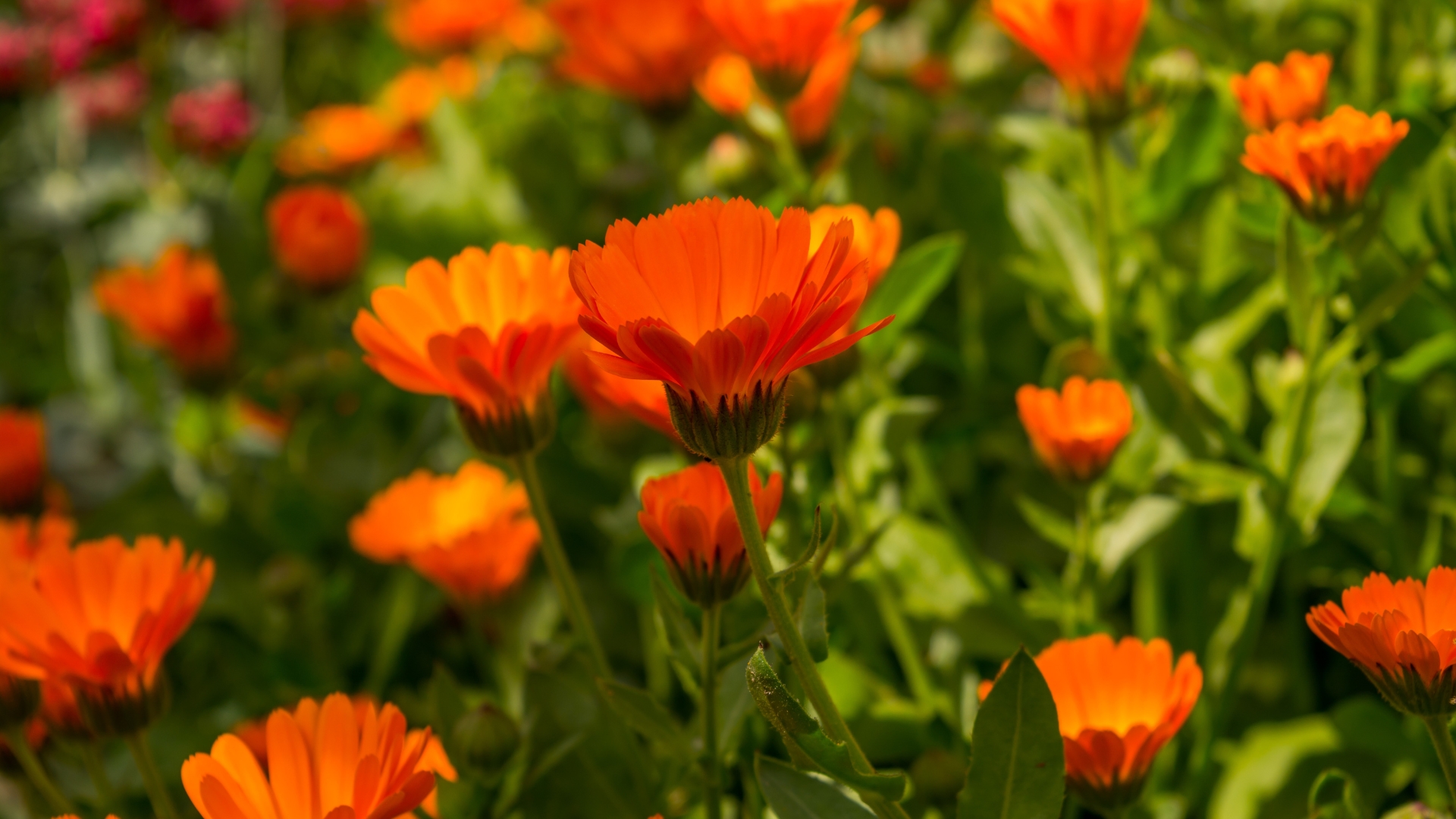 calendula in full bloom