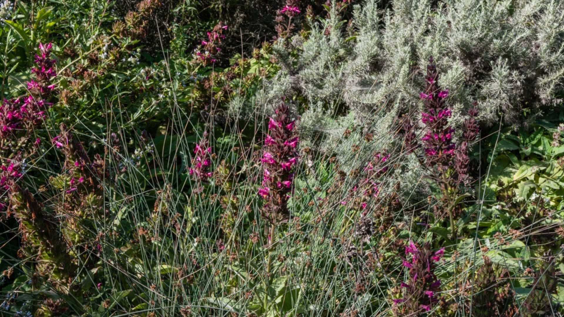 california hummingbird sage