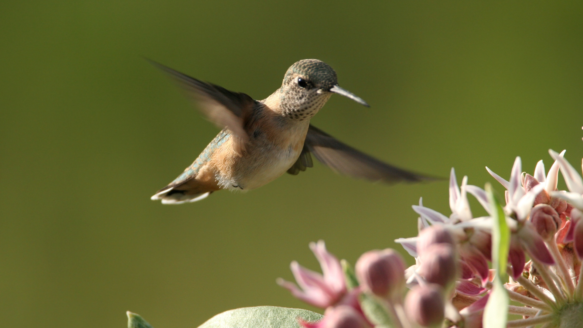 calliope hummingbird