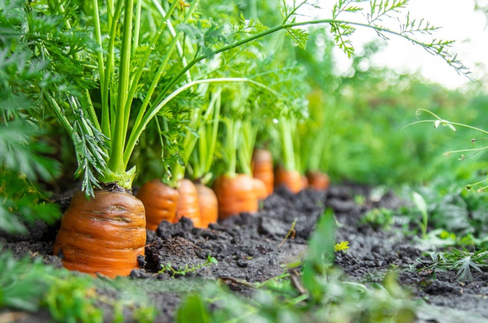 carrot growing in garden