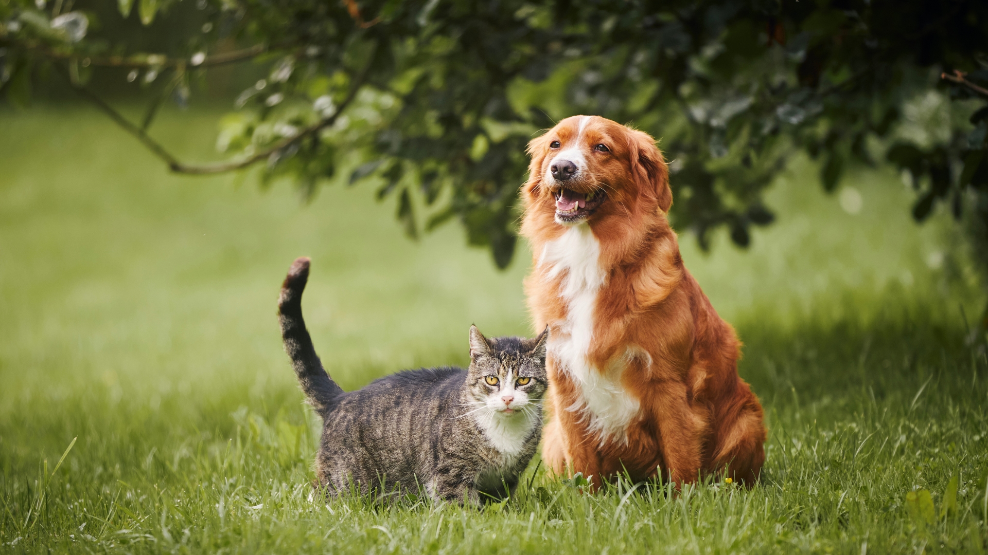 cat and dog in a yard