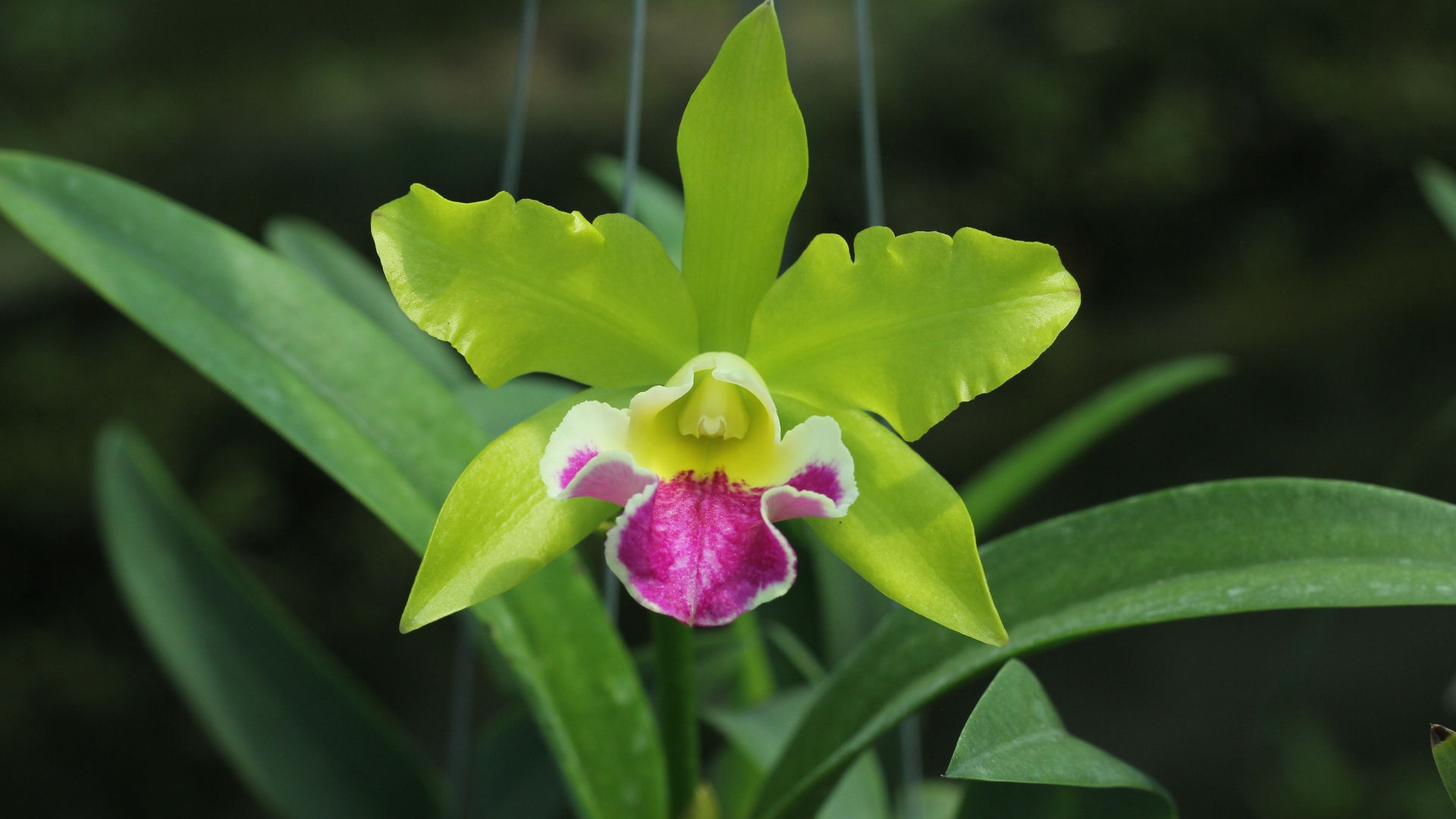 cattleya orchid flower