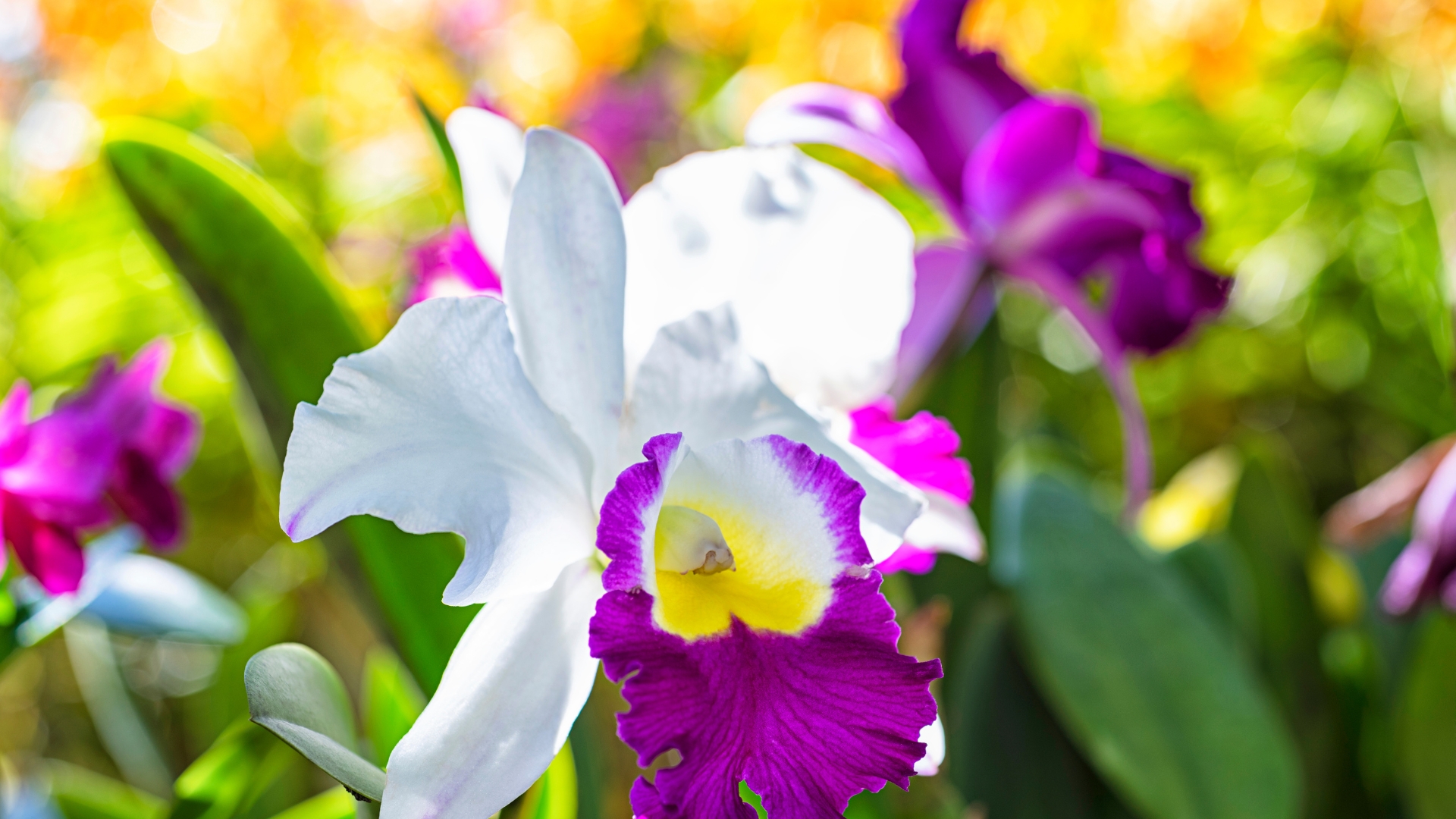 cattleya orchid bloom