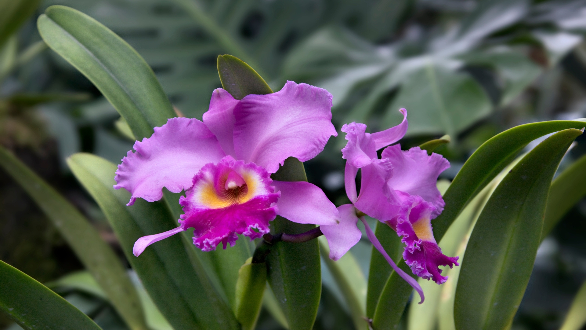 cattleya orchid plant