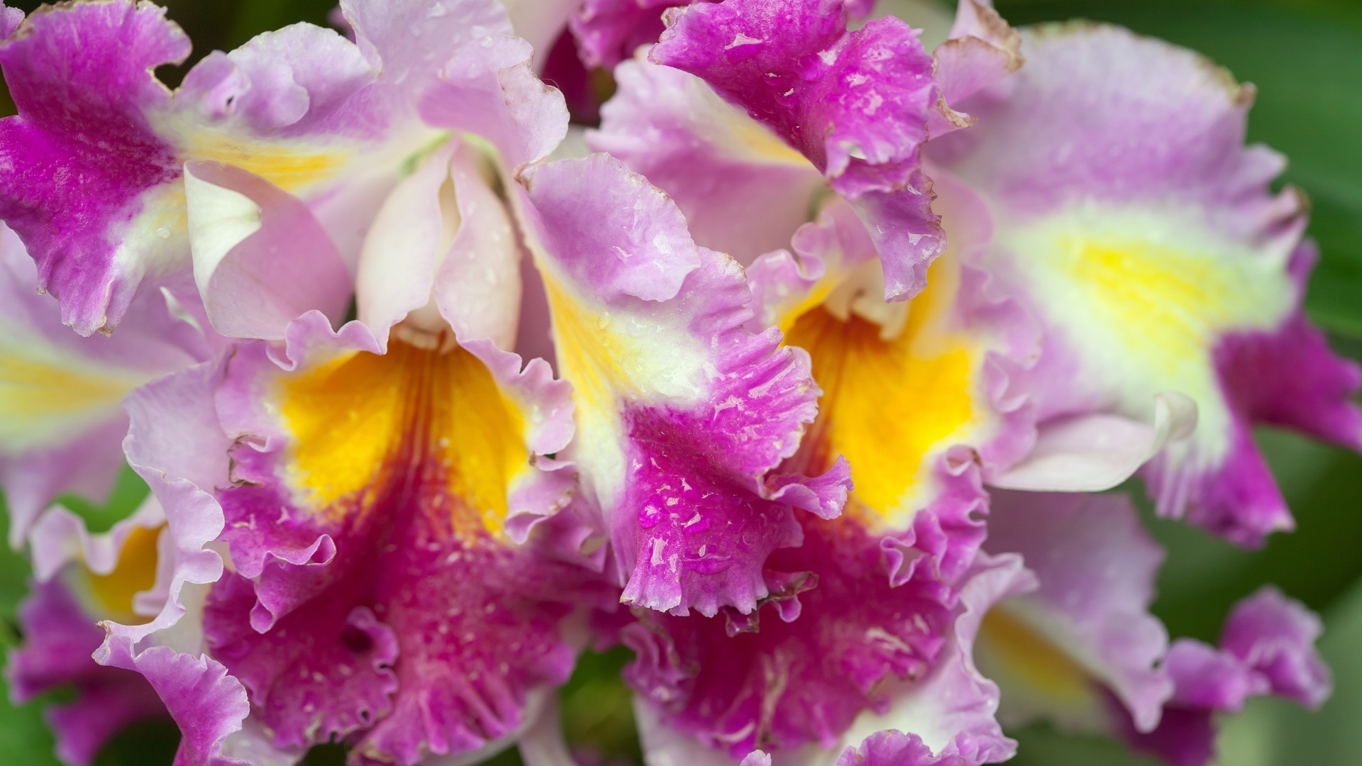 cattleya orchid