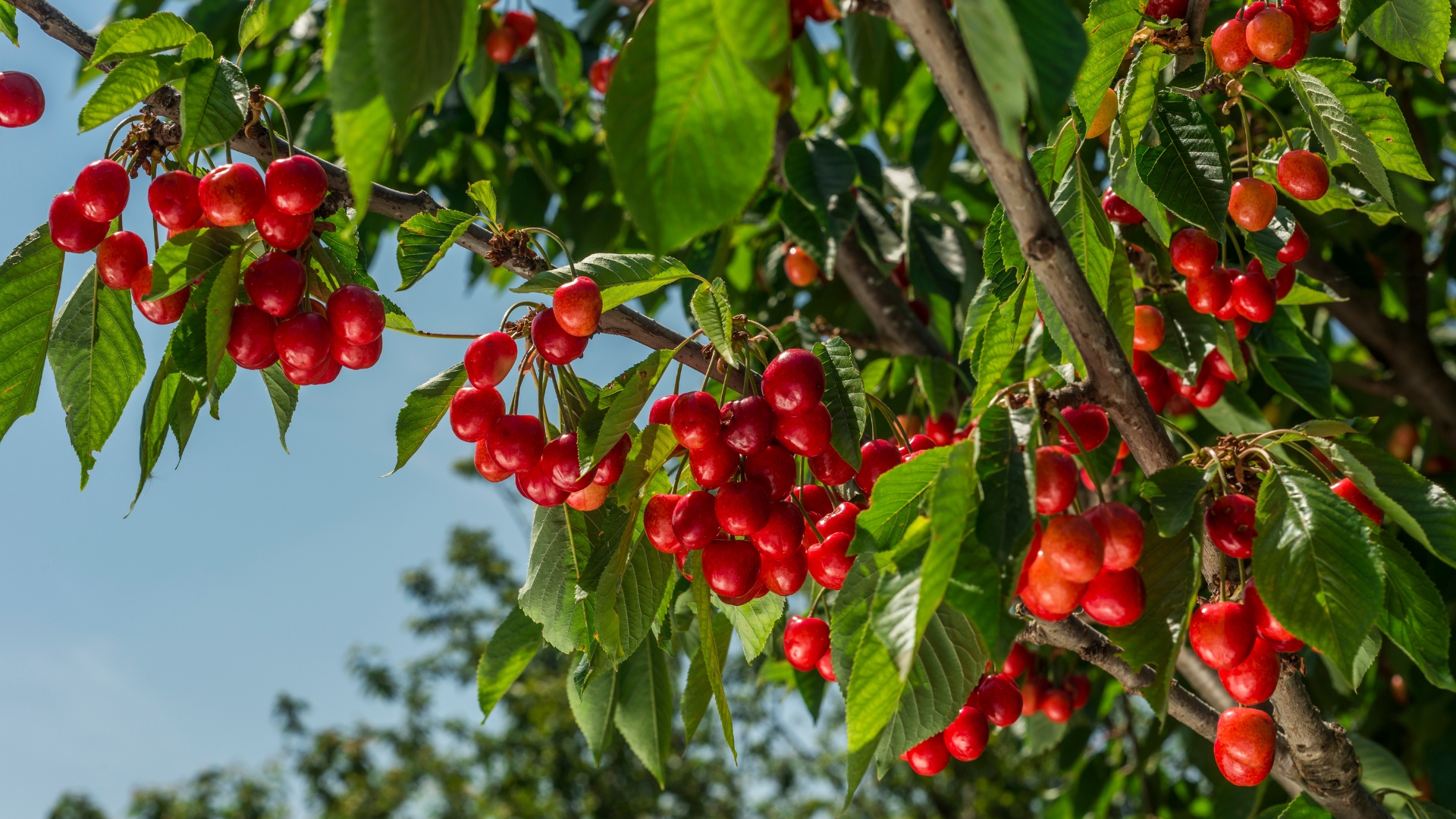 cherry tree fruiting