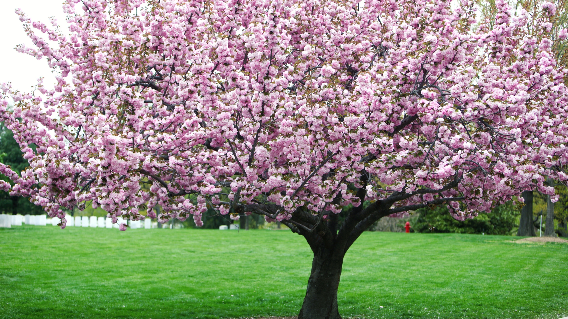 cherry tree in full bloom