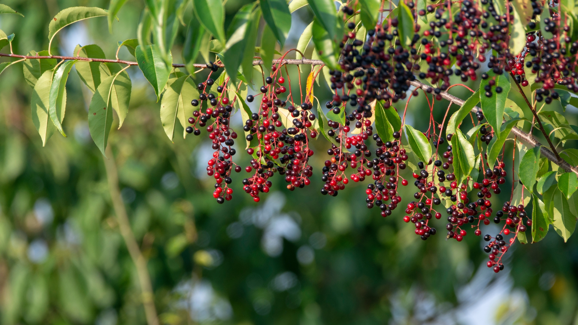 chokecherry tree fruiting