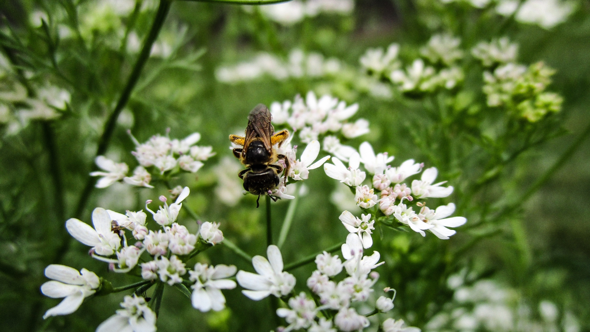 cilantro and bee