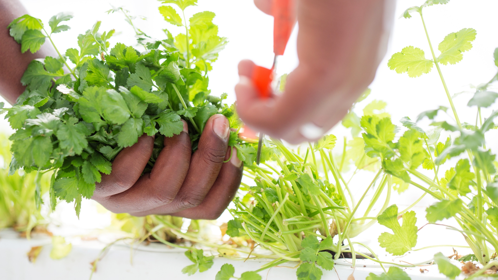 cilantro harvest