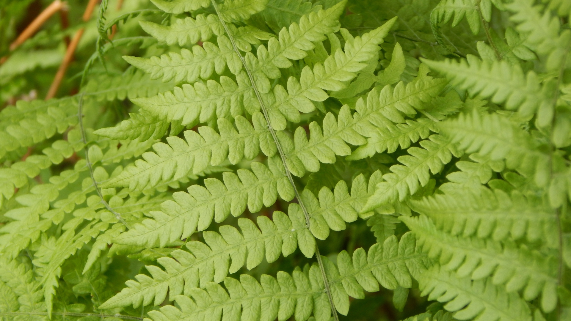 cinnamon fern frond