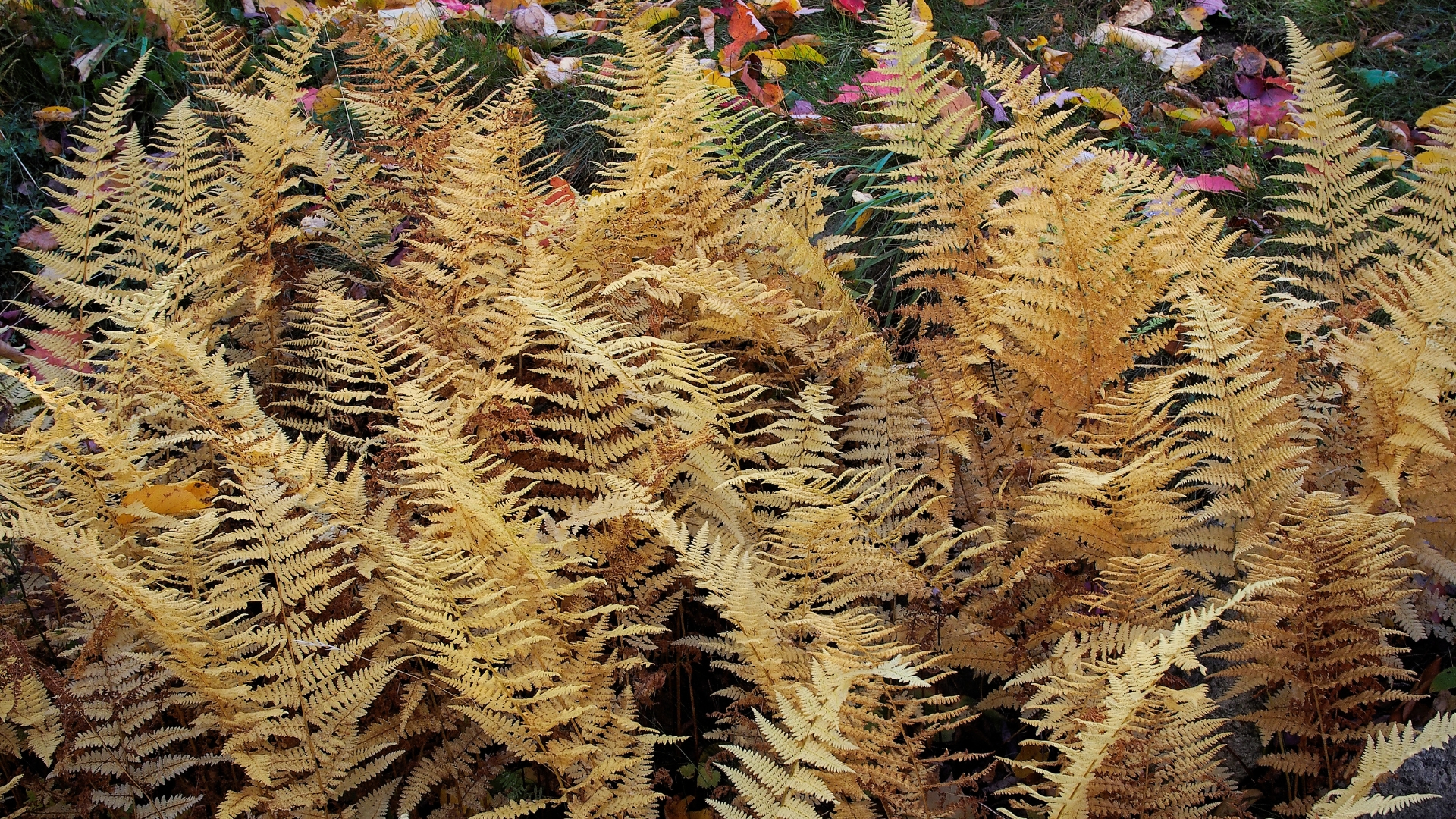 cinnamon fern in fall