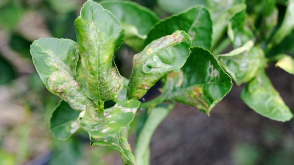 citrus tree leaf spot