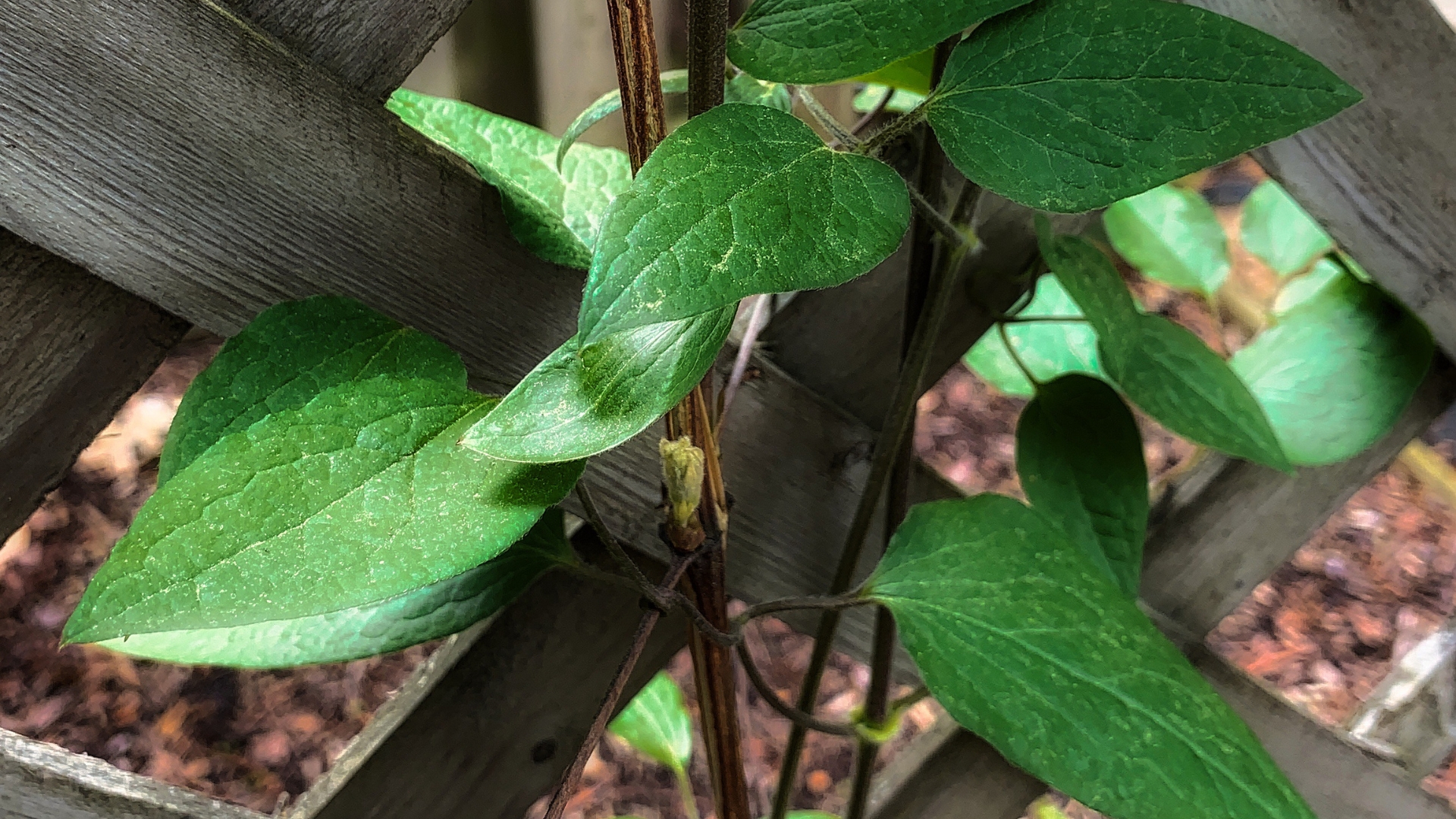 clematis foliage