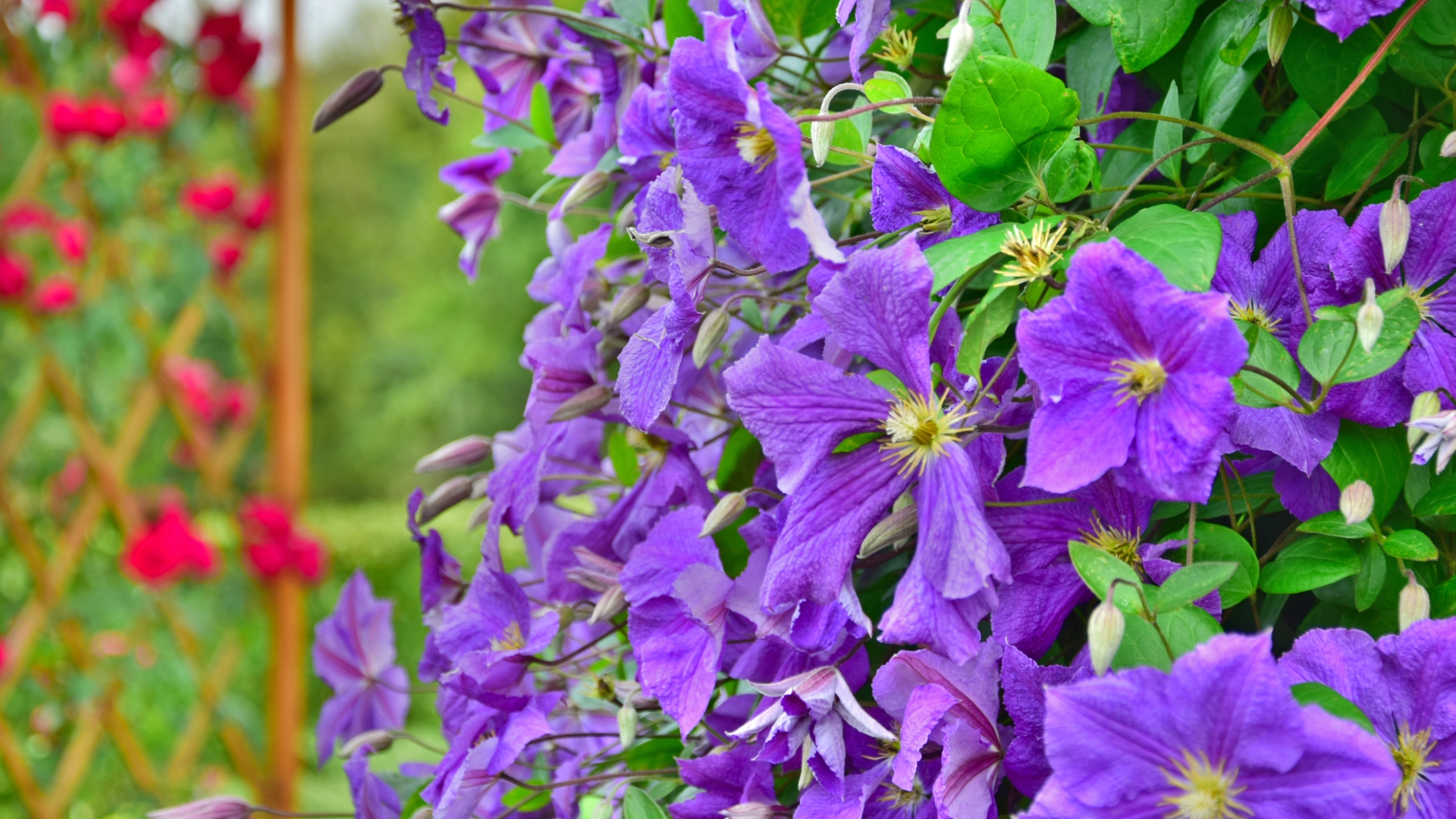 clematis in bloom