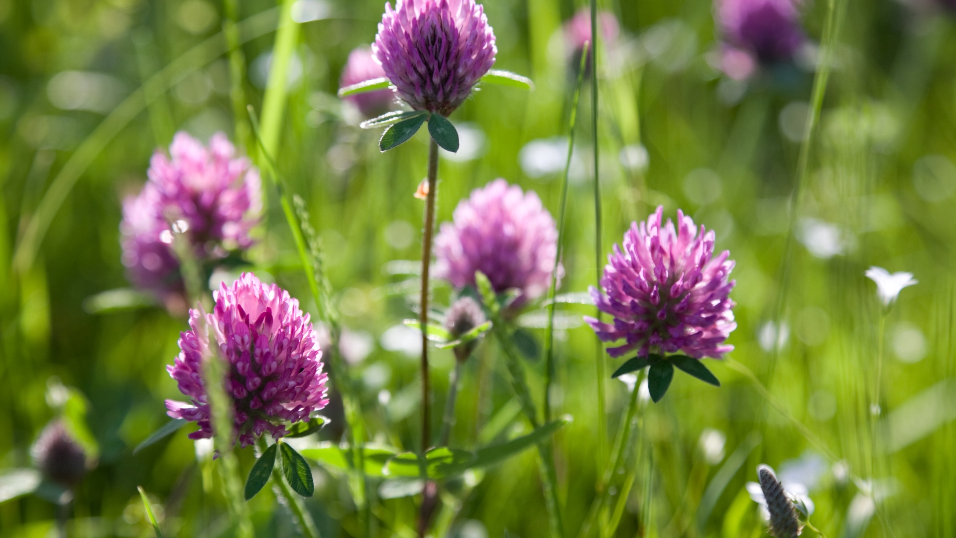 clover flowering