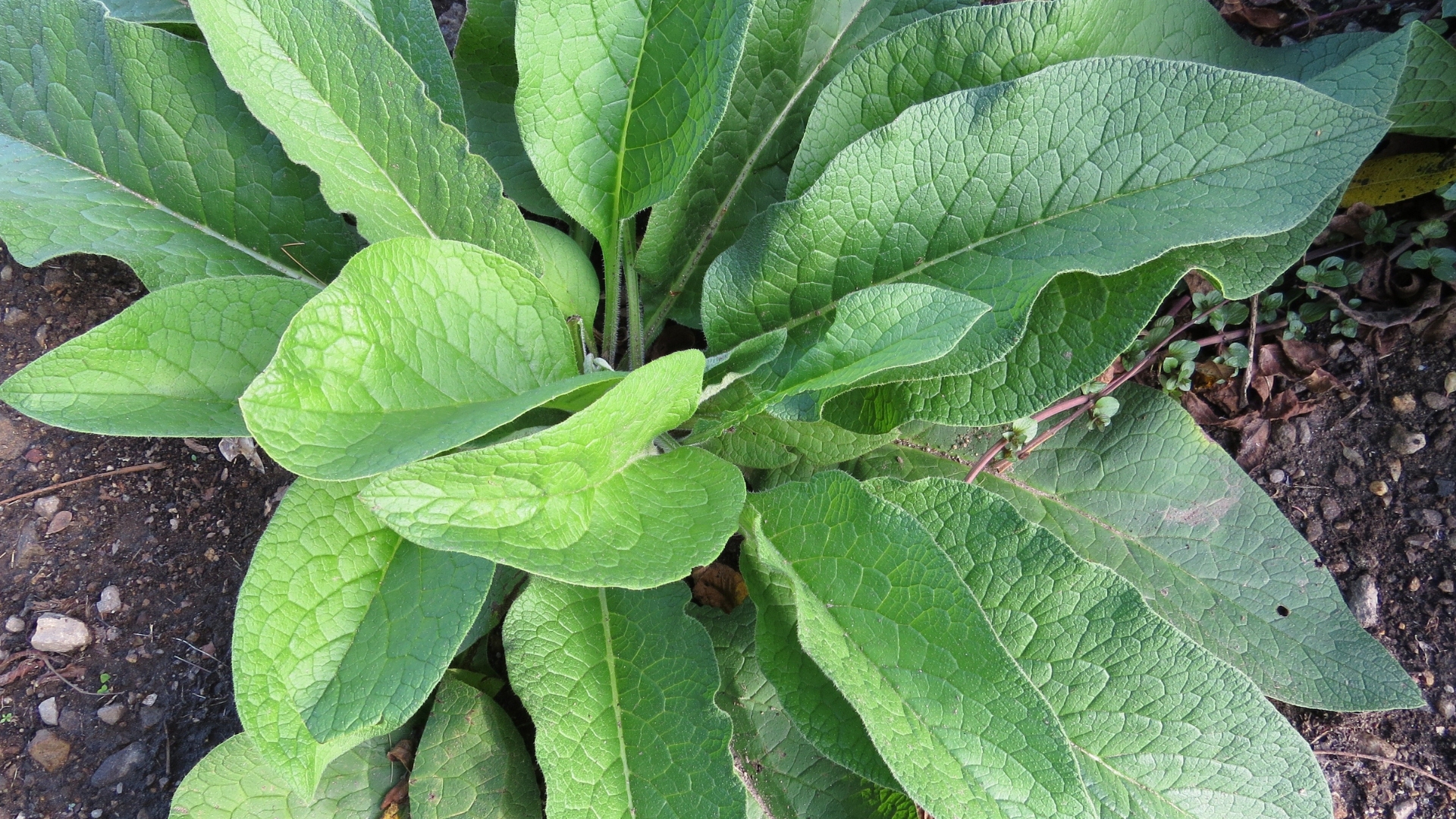 comfrey plant foliage