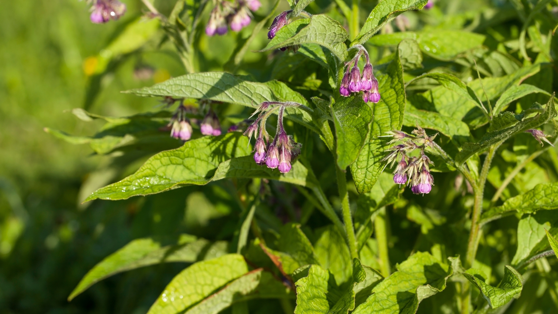 comfrey plant blooming