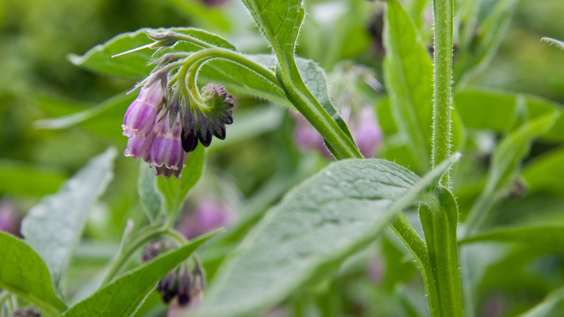 comfrey plant