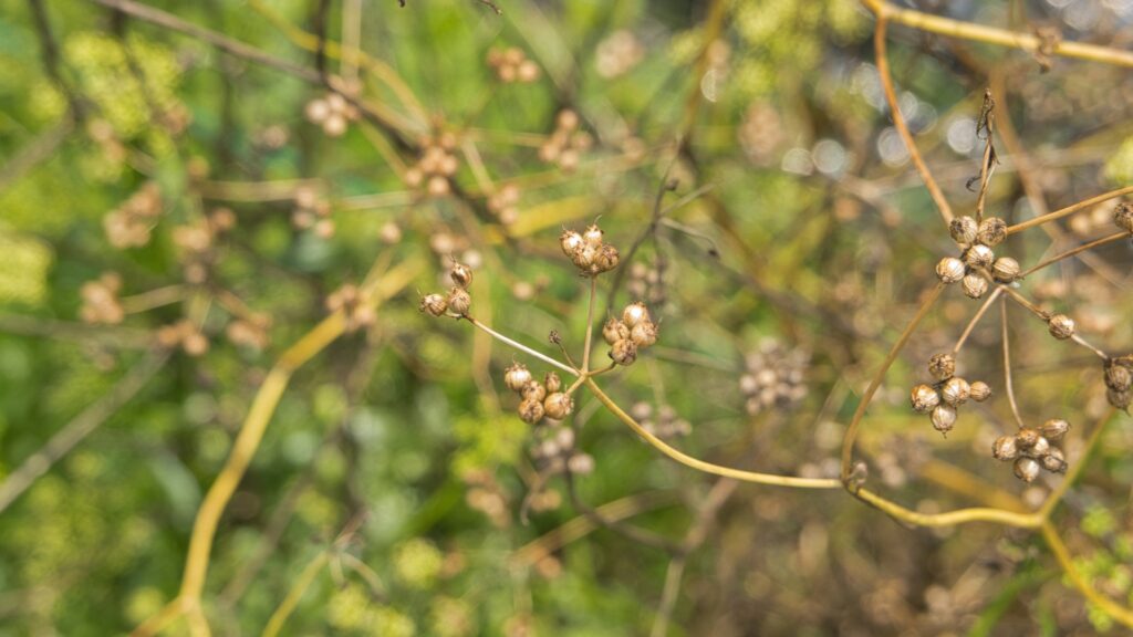 coriander seeds