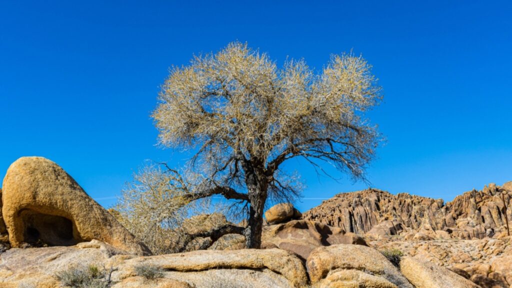 cottonwood tree 