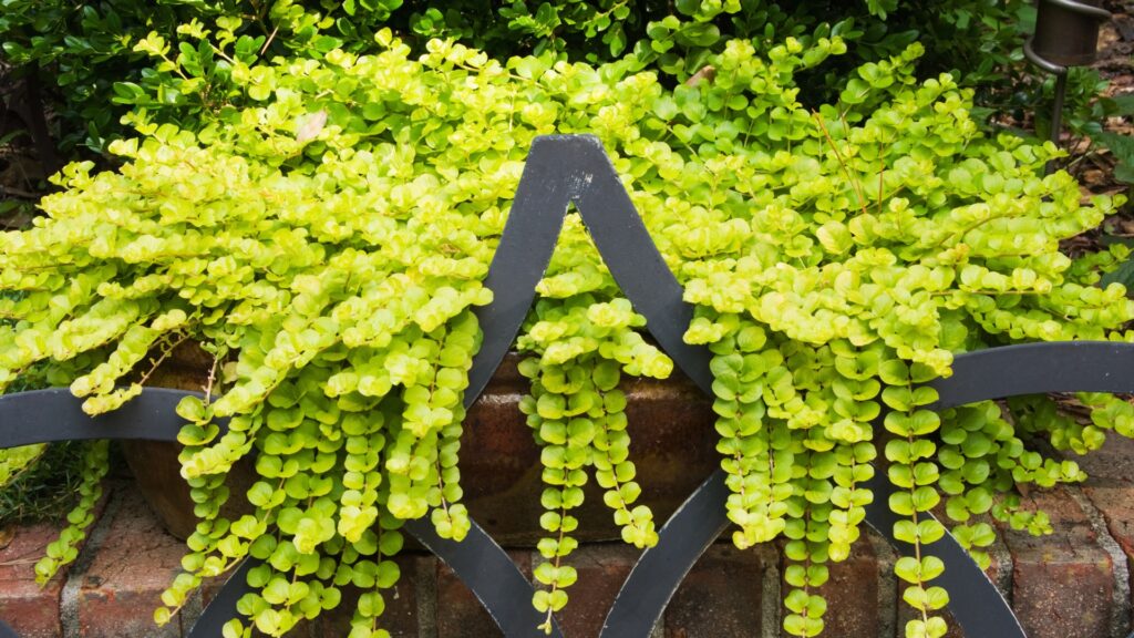 creeping jenny plant