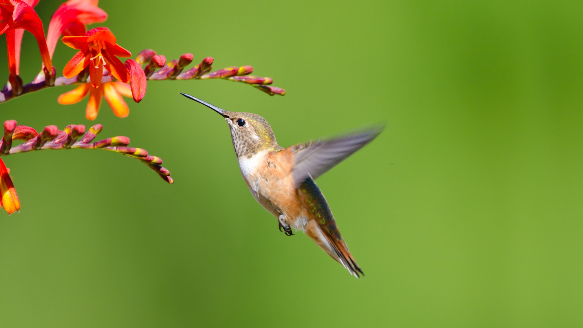 crocosmia and hummingbird