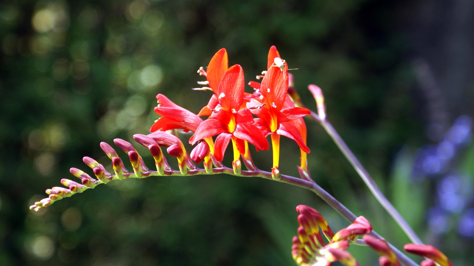 crocosmia flower