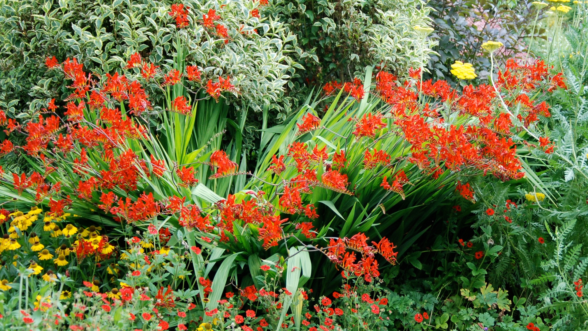 crocosmia plant in bloom