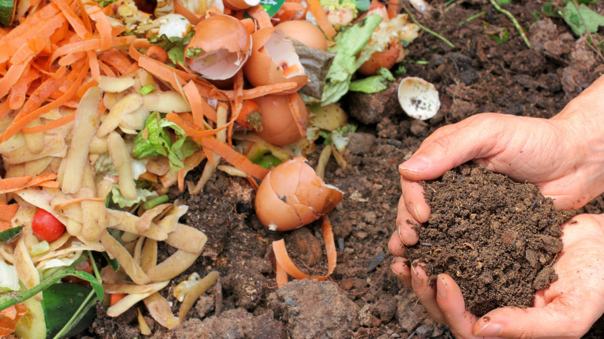 crushed eggshells in compost