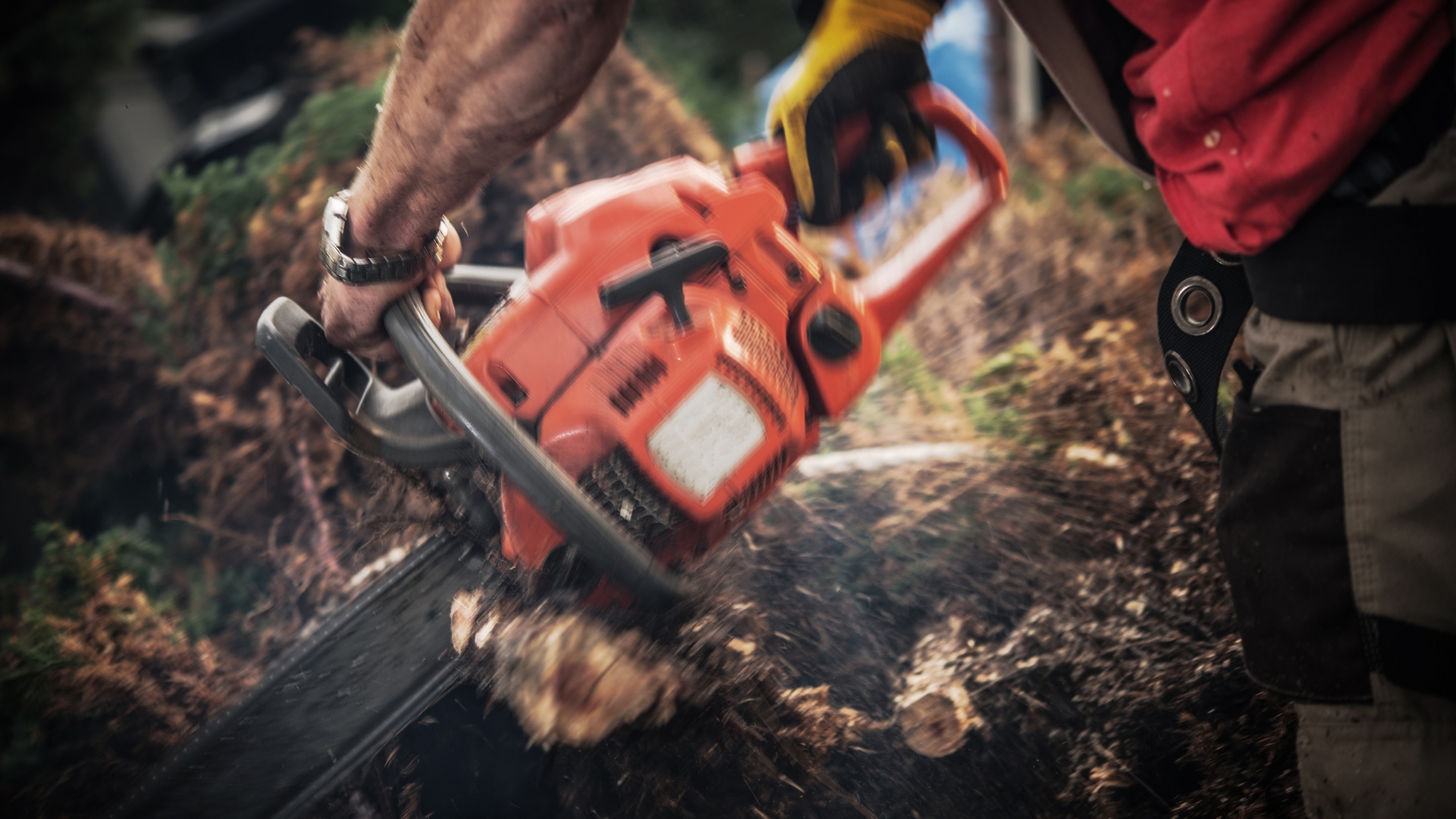 cutting tree roots