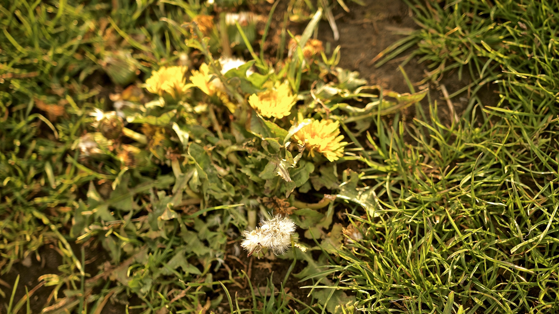 dandelion plant on a lawn