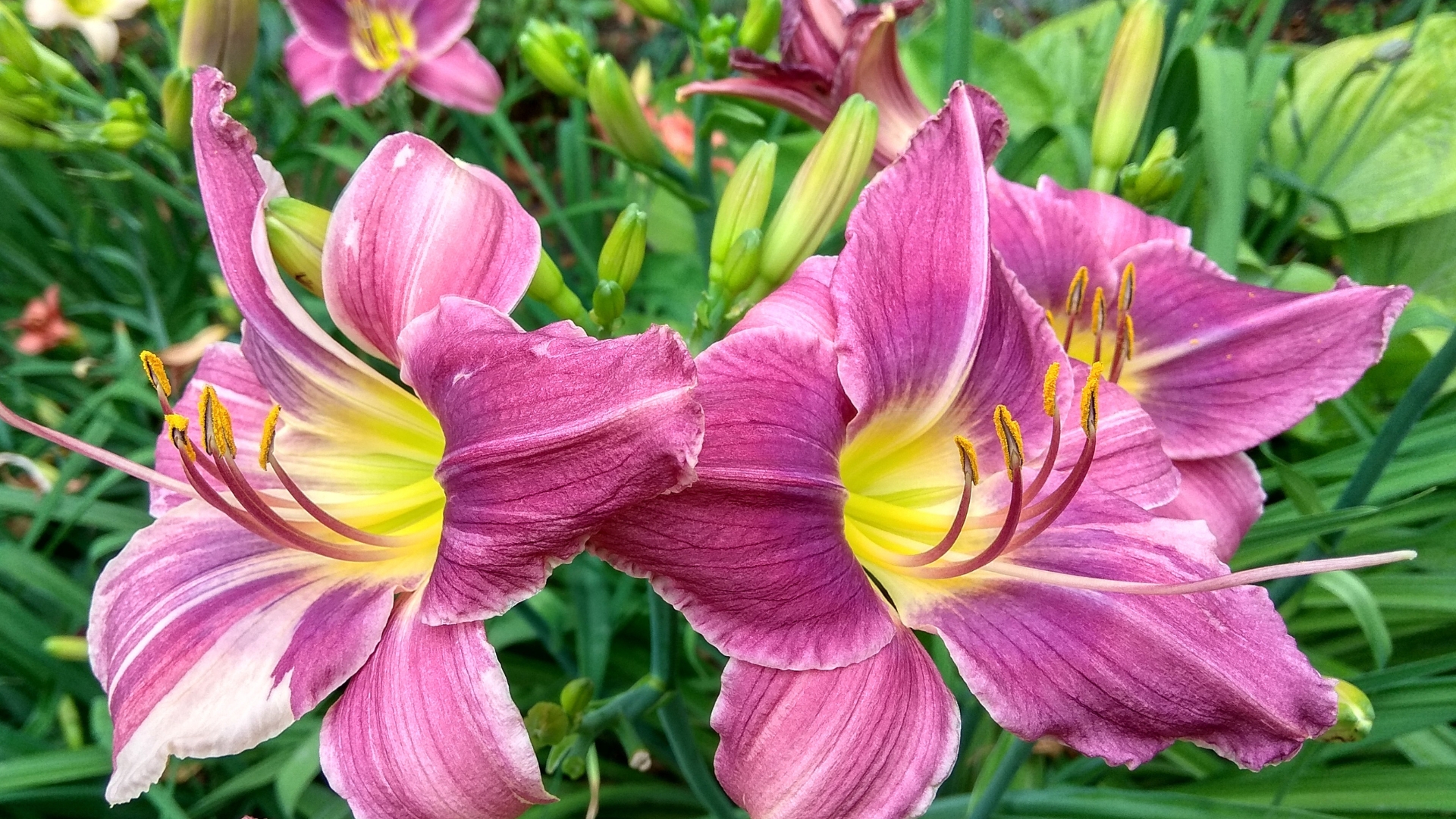 purple daylily