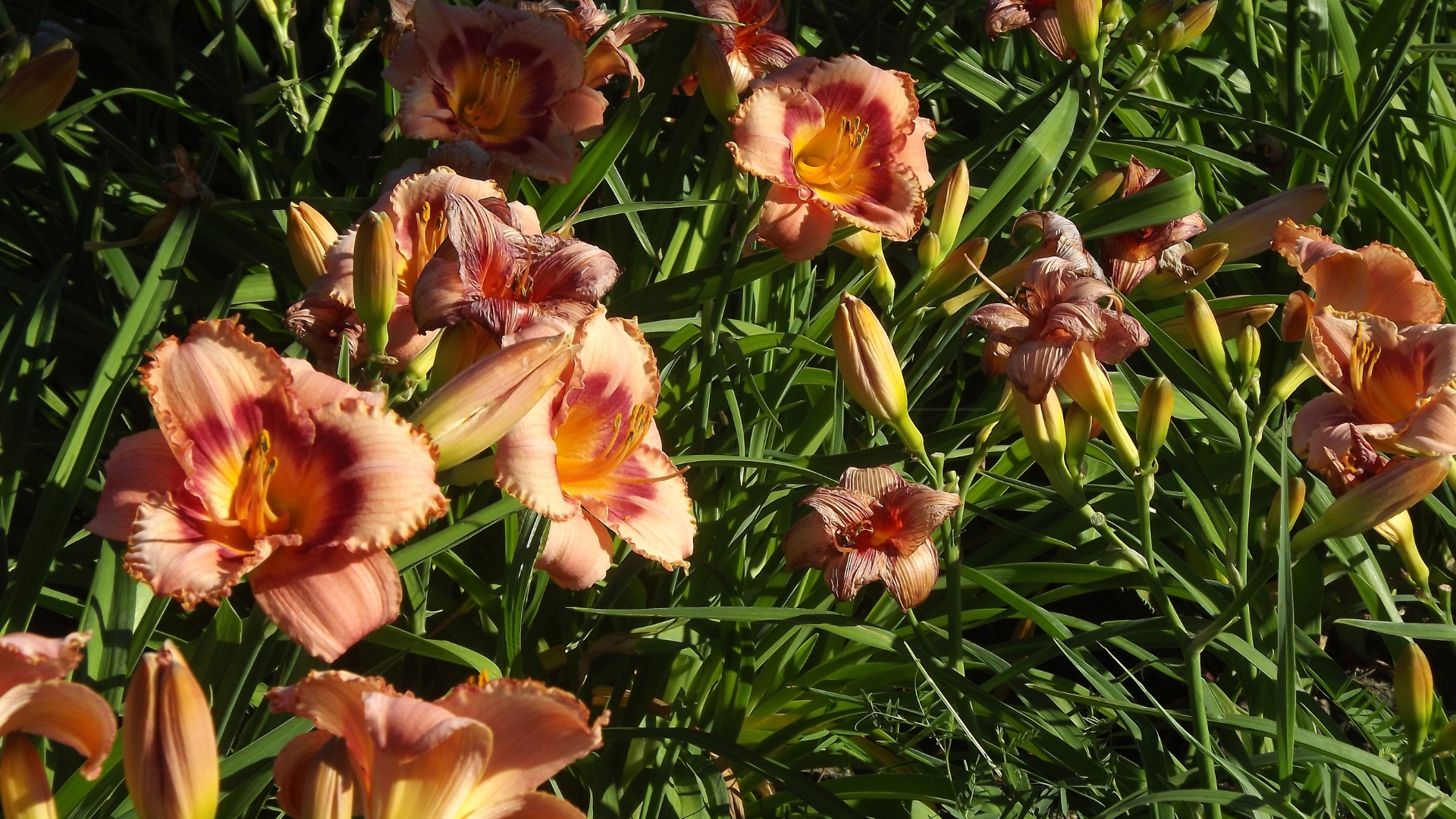 daylily in bloom