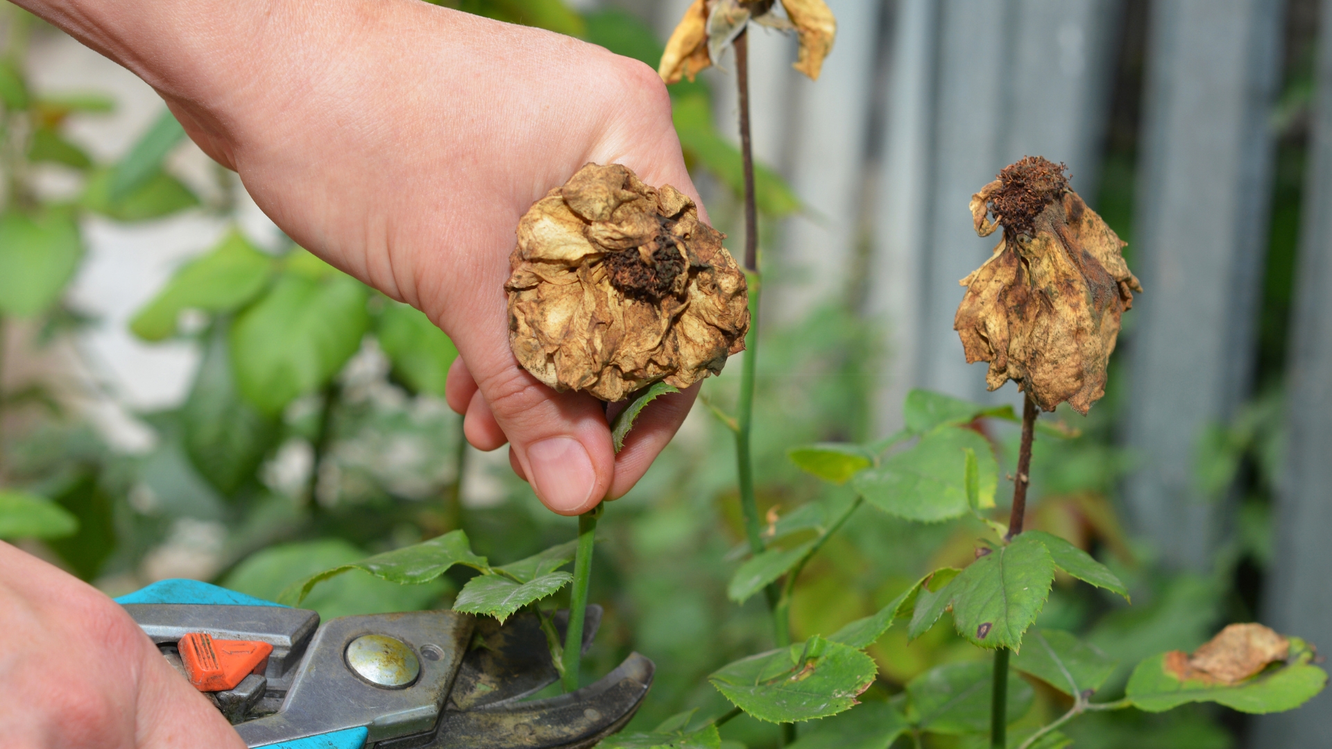 deadheading a spent flower