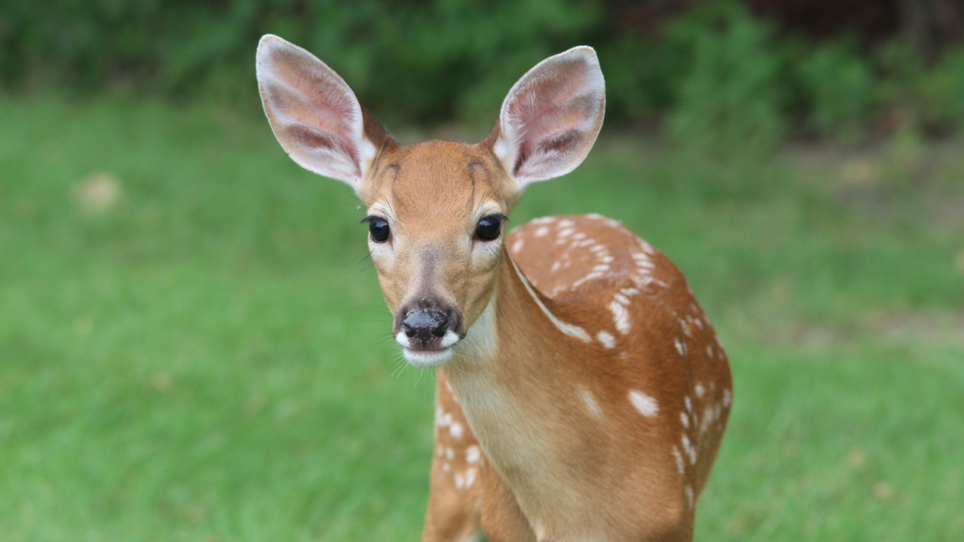 deer in a yard