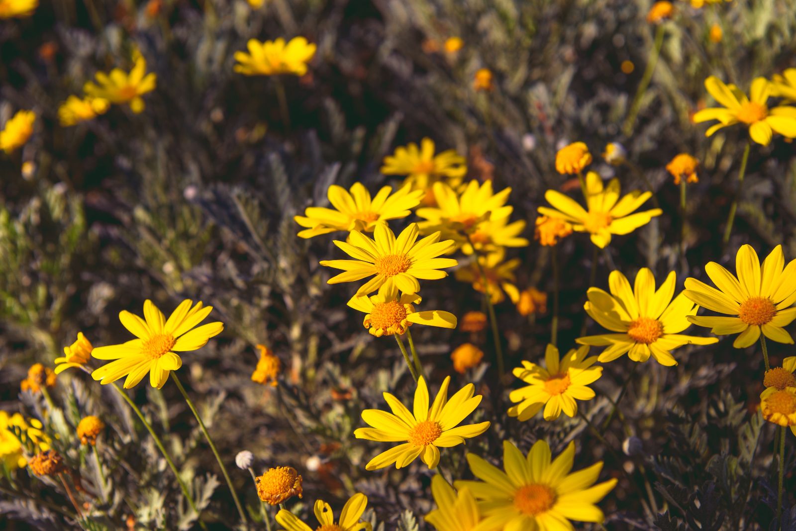 desert zinnia