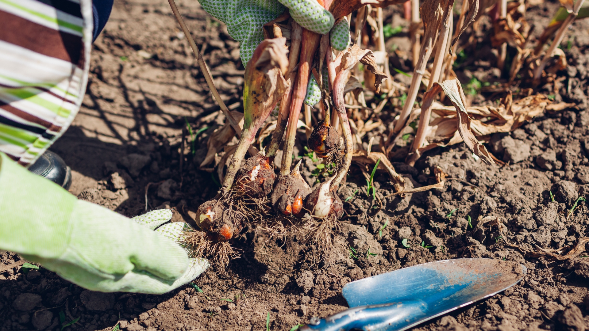 digging out bulbs